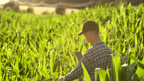 Back-view:-the-Modern-farmer-in-his-shirt-and-baseball-cap-with-tablet-computer-in-the-hands-of-the-hand-touches-the-leaves-of-corn-in-field-at-sunset-by-analyzing-the-state-of-the-harvest-and-health-of-plants.-Modern-agriculture
